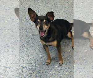 Chihuahua-Unknown Mix Dogs for adoption in Sanford, FL, USA