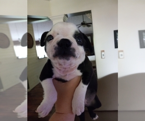 Boston Terrier Puppy for sale in CAREY, OH, USA