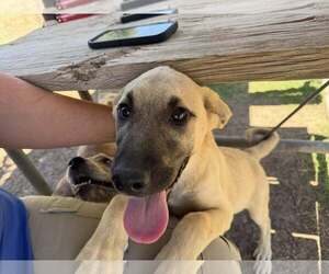German Shepherd Dog-Great Pyrenees Mix Dogs for adoption in Coralville, IA, USA