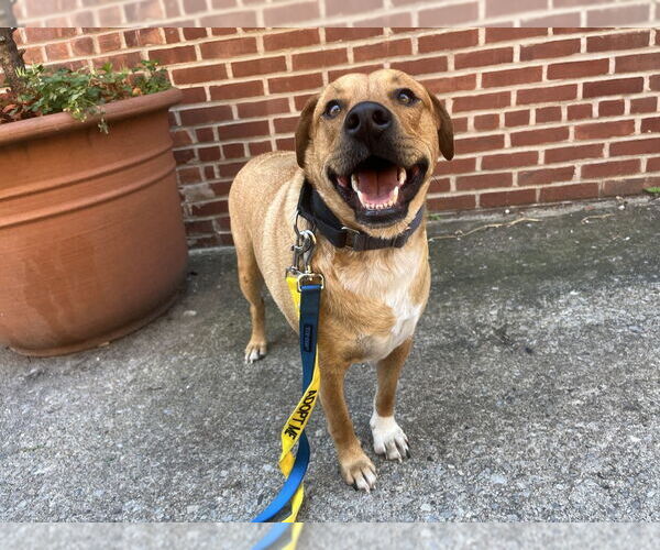 Medium Photo #26 Labrador Retriever-Unknown Mix Puppy For Sale in New York, NY, USA