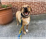 Small #25 Labrador Retriever Mix