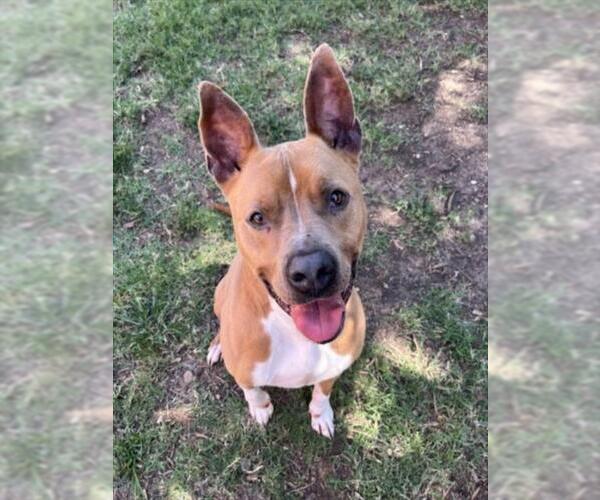Medium Photo #4 American Pit Bull Terrier-Unknown Mix Puppy For Sale in Plano, TX, USA