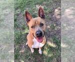 Small #3 American Pit Bull Terrier Mix
