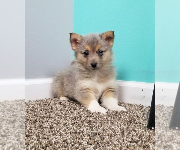 Medium Photo #1 Pomsky-Poodle (Miniature) Mix Puppy For Sale in INDIANAPOLIS, IN, USA