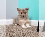 Small Photo #1 Pomsky-Poodle (Miniature) Mix Puppy For Sale in INDIANAPOLIS, IN, USA