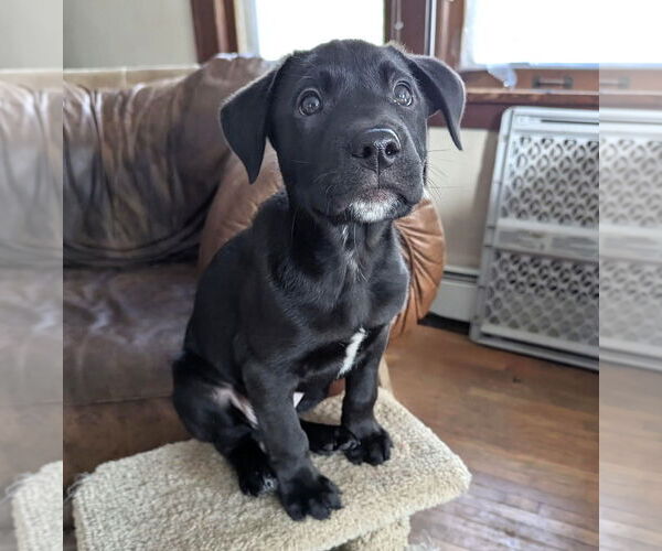Medium Photo #6 Labrador Retriever-Unknown Mix Puppy For Sale in St. Louis Park, MN, USA