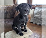 Small #5 Labrador Retriever Mix