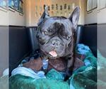 Small #1 French Bulldog