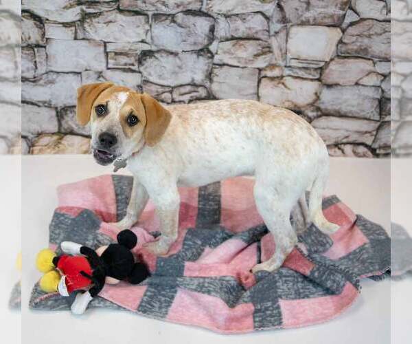 Medium Photo #4 Mutt Puppy For Sale in Kennesaw, GA, USA