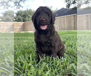 Goldendoodle Puppy for sale in BELLVILLE, TX, USA