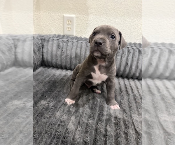 Medium Photo #5 American Pit Bull Terrier Puppy For Sale in GRAVETTE, AR, USA