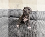 Small #4 American Pit Bull Terrier