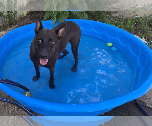 Medium Photo #1 Mutt Puppy For Sale in Jackson, MS, USA