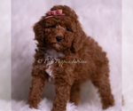 Small #2 Poodle (Toy)