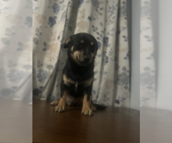 Medium Photo #9 Chihuahua Puppy For Sale in DURHAM, CT, USA