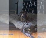 Small Photo #2 Labrador Retriever-Unknown Mix Puppy For Sale in Brewster, NY, USA