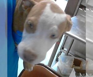 Medium American Pit Bull Terrier Mix