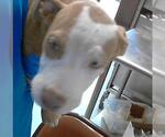 Small American Pit Bull Terrier Mix