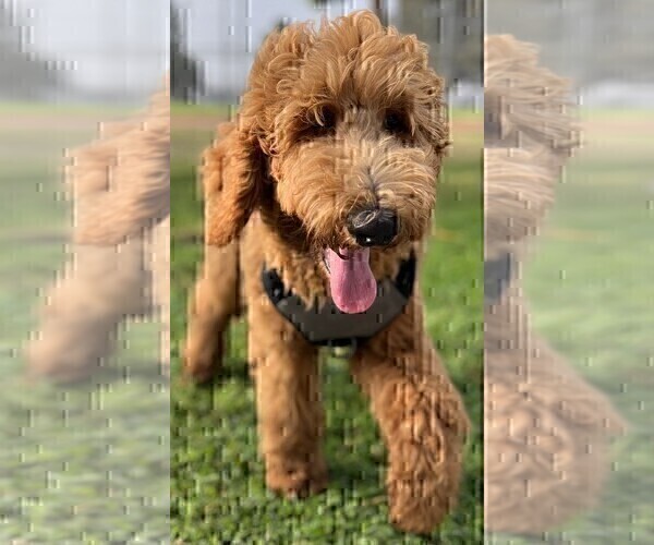 Medium Photo #19 Goldendoodle Puppy For Sale in HUNTINGTON BEACH, CA, USA
