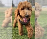 Small #18 Goldendoodle