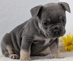 Small Photo #45 French Bulldog Puppy For Sale in GOSHEN, IN, USA