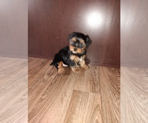 Yorkshire Terrier Puppy for sale in LAPEER, MI, USA