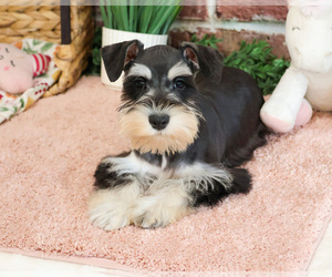 Schnauzer (Miniature) Puppy for sale in SYRACUSE, IN, USA