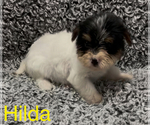 Small #3 Biewer Terrier