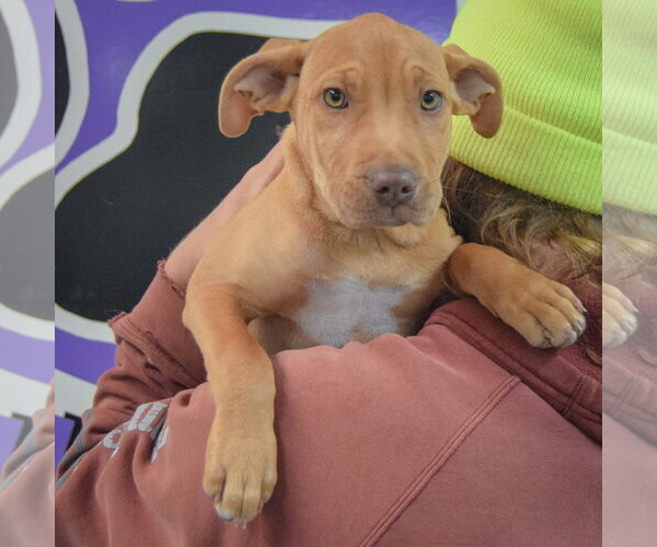 Medium Photo #5 American Staffordshire Terrier-Vizsla Mix Puppy For Sale in Huntley, IL, USA