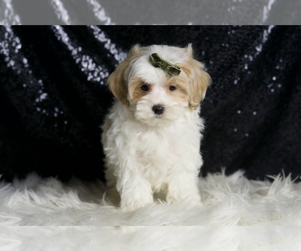 Medium Photo #2 Maltipoo Puppy For Sale in WARSAW, IN, USA