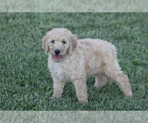 Goldendoodle Puppy for Sale in MEMPHIS, Missouri USA