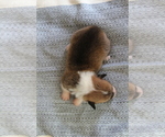 Small #31 Pembroke Welsh Corgi