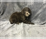 Small Photo #16 English Setterdoodle Puppy For Sale in CHETEK, WI, USA