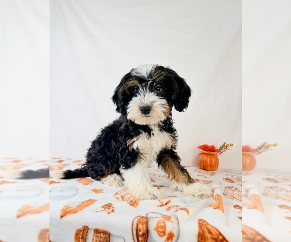 Medium Photo #1 Bernedoodle (Miniature) Puppy For Sale in GREENFIELD, IN, USA