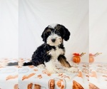 Braxton - Male Bernedoodle (Miniature) Puppy for Sale - Small photo