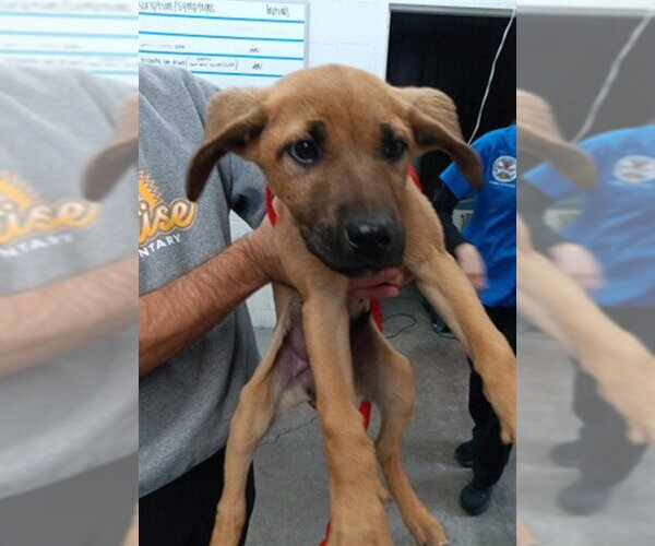 Medium Photo #1 German Shepherd Dog Puppy For Sale in San Bernardino, CA, USA