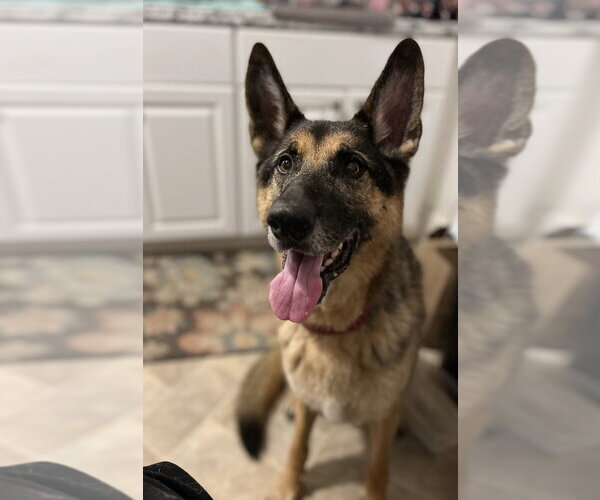 Medium Photo #1 German Shepherd Dog Puppy For Sale in Oak Bluffs, MA, USA