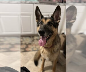 German Shepherd Dog Dogs for adoption in Oak Bluffs, MA, USA