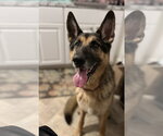 Small German Shepherd Dog