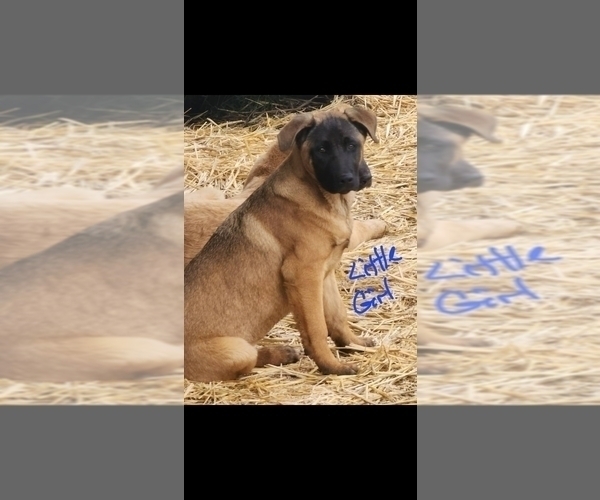 Medium Photo #3 Akita-German Shepherd Dog Mix Puppy For Sale in GRANTS PASS, OR, USA