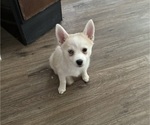 Small Photo #68 Pomsky Puppy For Sale in LOVELAND, CO, USA