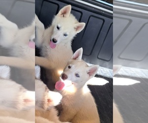 Siberian Husky Puppy for sale in PALMDALE, CA, USA