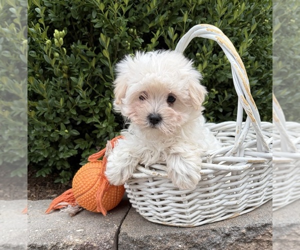 Medium Photo #2 Maltese Puppy For Sale in MIDDLEBURY, IN, USA