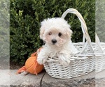Gina - Female Maltese Puppy for Sale - Photo #2