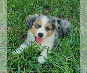 Miniature Australian Shepherd Puppy for sale in RIVERVIEW, FL, USA