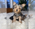 Small #5 Yorkshire Terrier