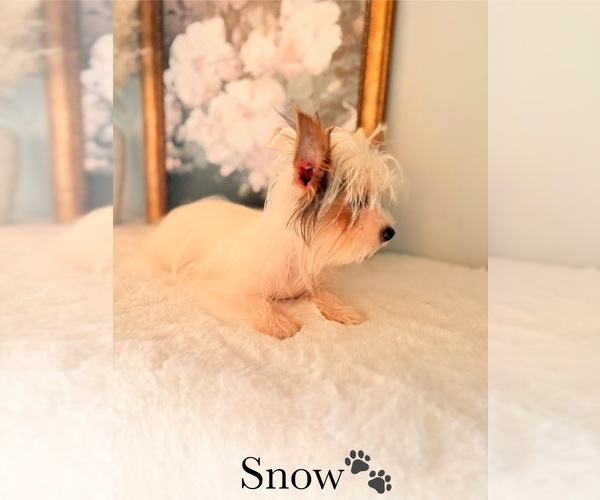 Medium Photo #31 Yorkshire Terrier Puppy For Sale in MURFREESBORO, TN, USA