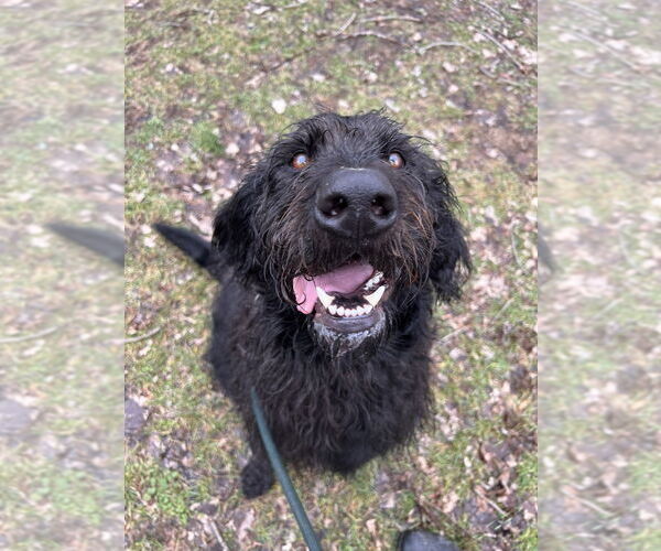 Medium Photo #8 Labradoodle Puppy For Sale in Elmsford, NY, USA