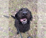 Small #7 Labradoodle