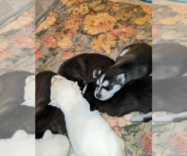 Medium Photo #3 Siberian Husky Puppy For Sale in SYLVA, NC, USA